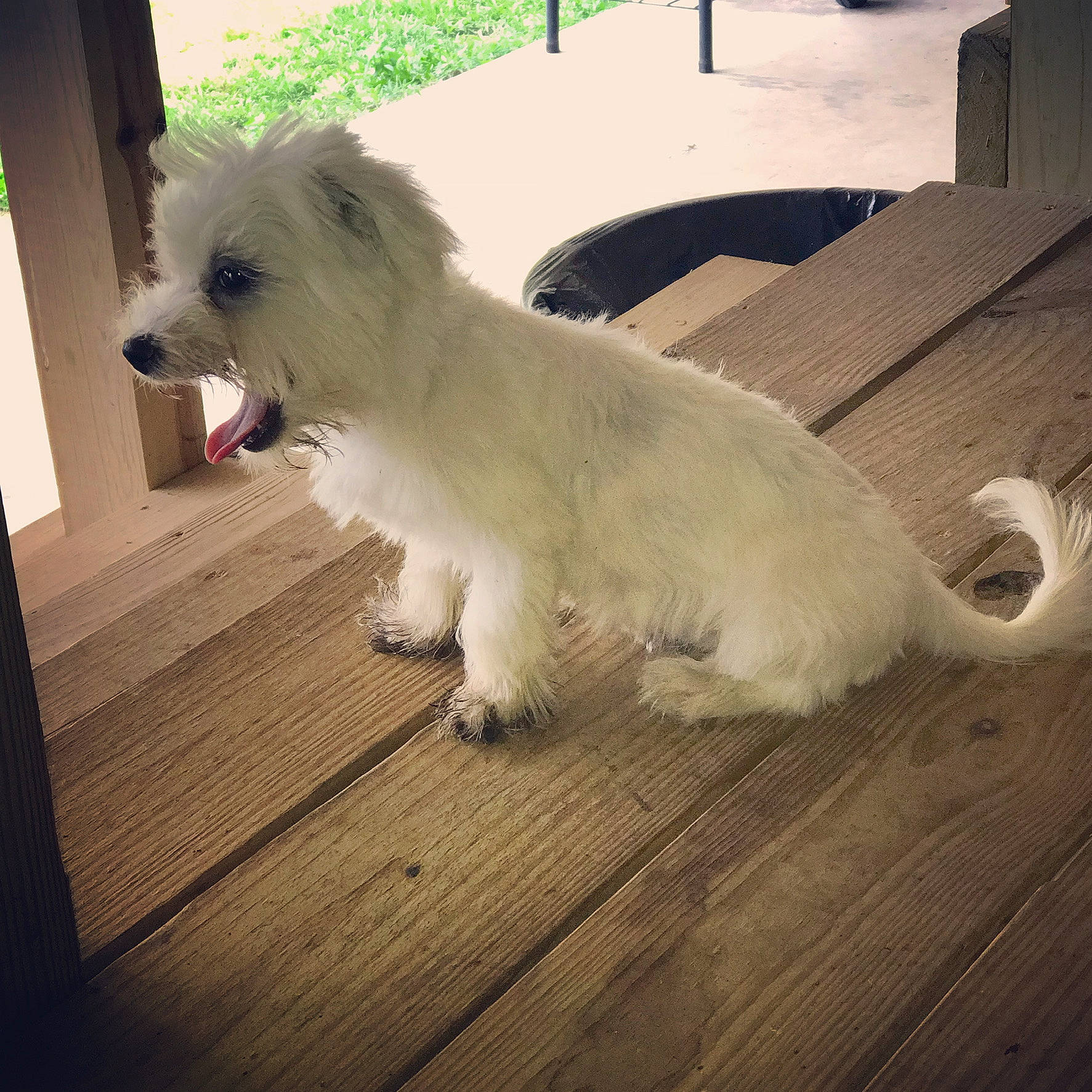 Little Snow Belle joined the competition — help win amazing prizes! canidae, carnivore, companion_dog, coton_de_tulear, dog, dog_breed, glen_of_imaal_terrier, maltese, mammal, morkie, puppy, rare_breed_dog, schnoodle, sealyham_terrier, small_terrier, sporting_lucas_terrier, terrier, toy_dog, vertebrate, west_highland_white_terrier