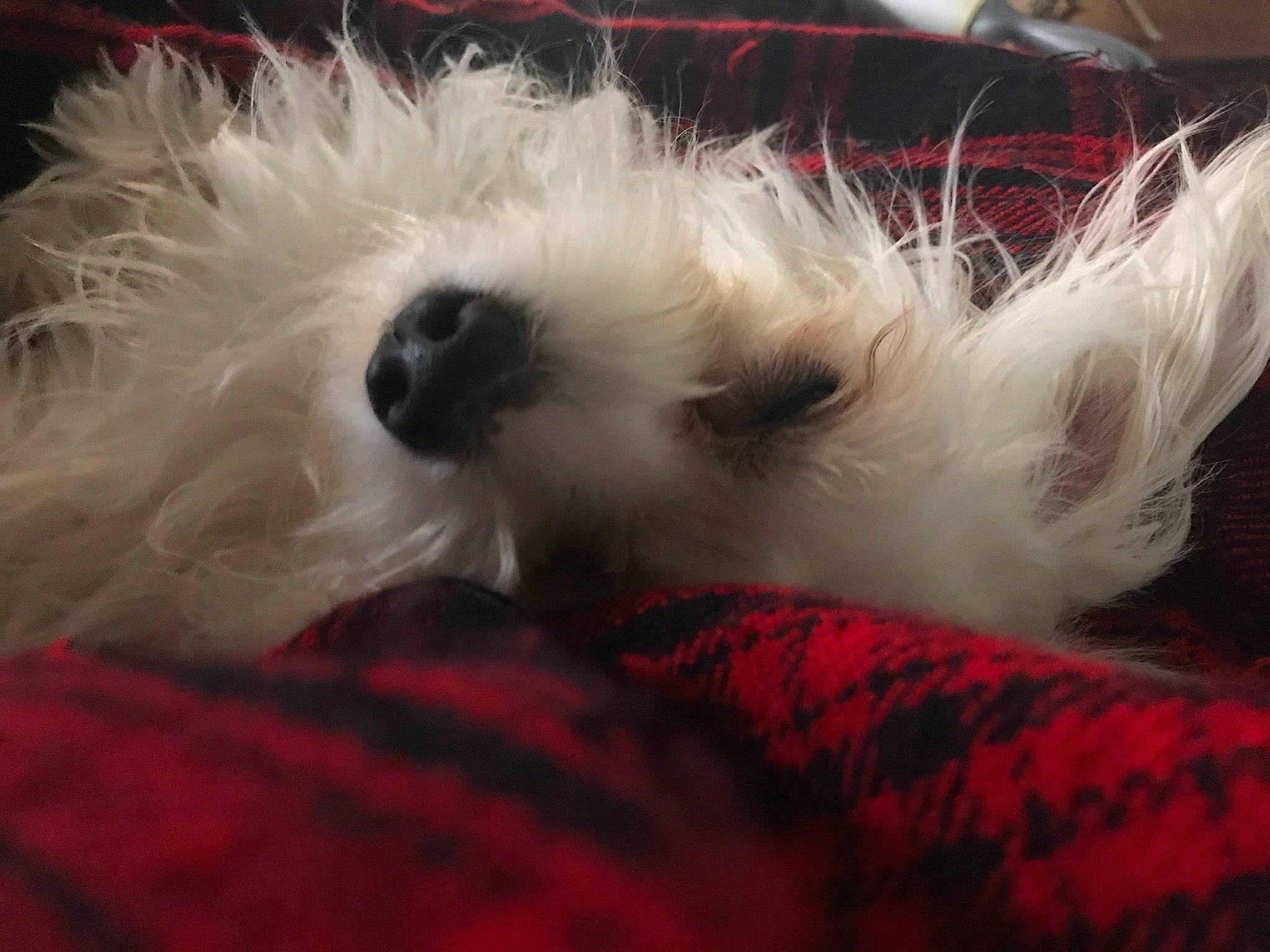 Little Snow Belle is registered to the contest to win money with this photo: bichon, bolognese, canidae, carnivore, companion_dog, coton_de_tulear, dog, dog_breed, maltepoo, maltese, mammal, non_sporting_group, puppy, schnoodle, shih_tzu, terrier, toy_dog, west_highland_white_terrier