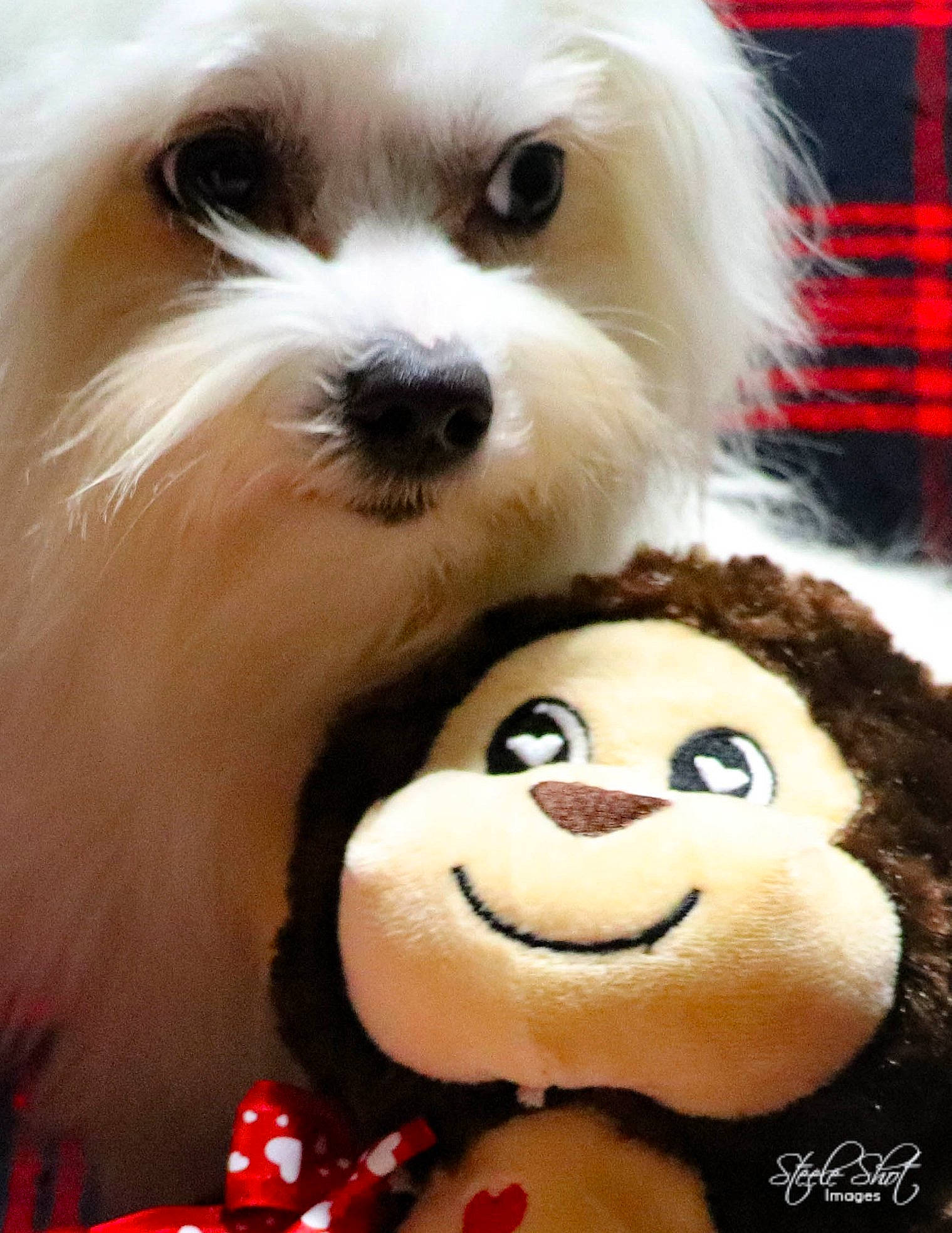 Little Snow Belle is registered to the contest to win money with this photo: bichon, bolognese, bolonka, canidae, carnivore, companion_dog, coton_de_tulear, dog, dog_breed, havanese, lowchen, maltepoo, maltese, mammal, puppy, puppy_love, rare_breed_dog, shih_tzu, snout, toy_dog