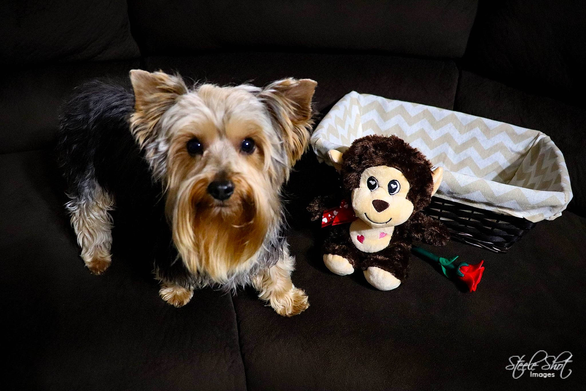 Jack Von Shire is registered to the contest to win money with this photo: australian_silky_terrier, biewer_terrier, canidae, carnivore, companion_dog, dog, dog_breed, mammal, morkie, photography, puppy, rare_breed_dog, small_terrier, snout, sporting_group, terrier, toy_dog, yorkshire_terrier