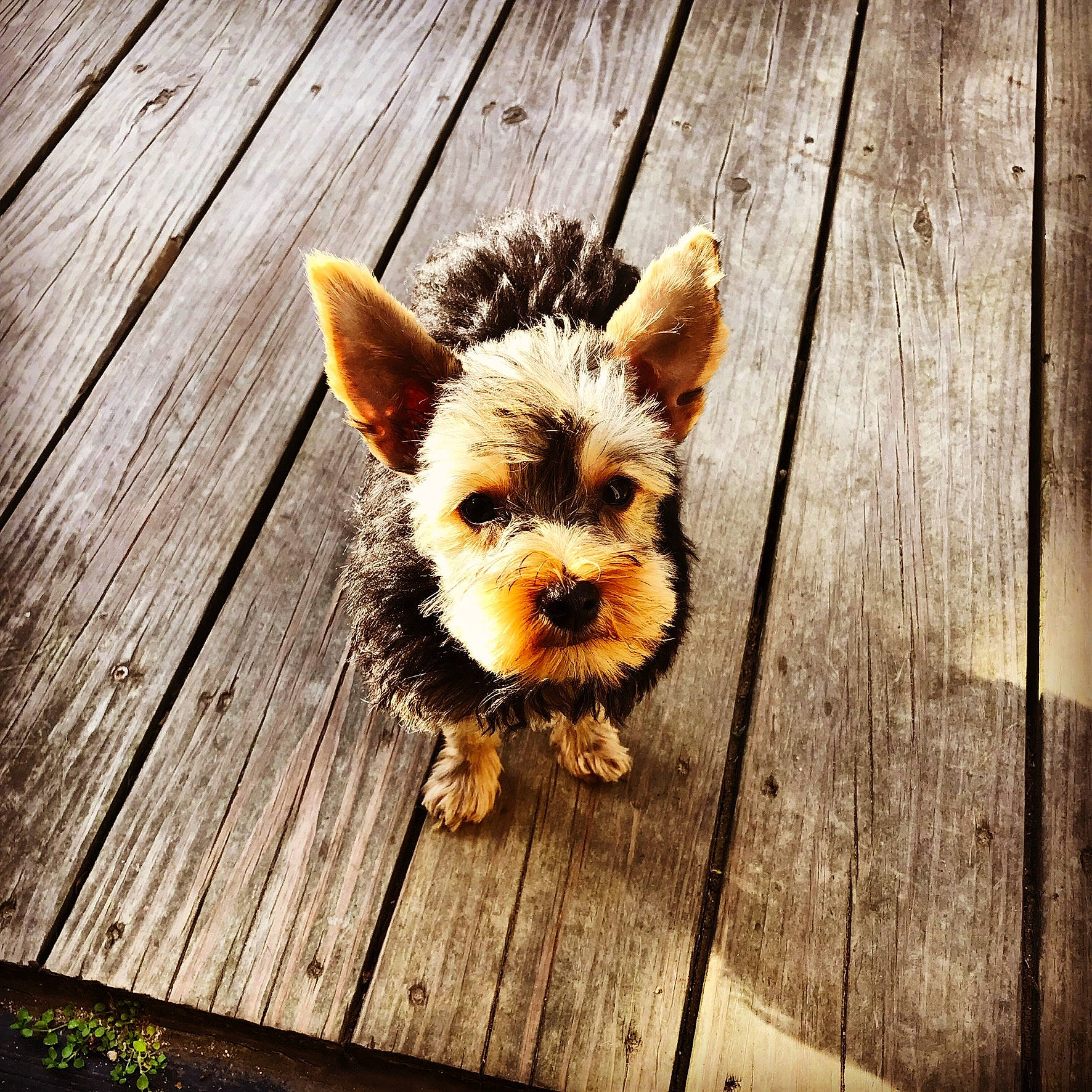 Jack Von Shire is registered to the contest to win money with this photo: australian_silky_terrier, biewer_terrier, canidae, carnivore, companion_dog, dog, dog_breed, ear, floor, flooring, norwich_terrier, puppy, rare_breed_dog, sky, small_terrier, sporting_group, terrier, toy_dog, wood, yorkshire_terrier