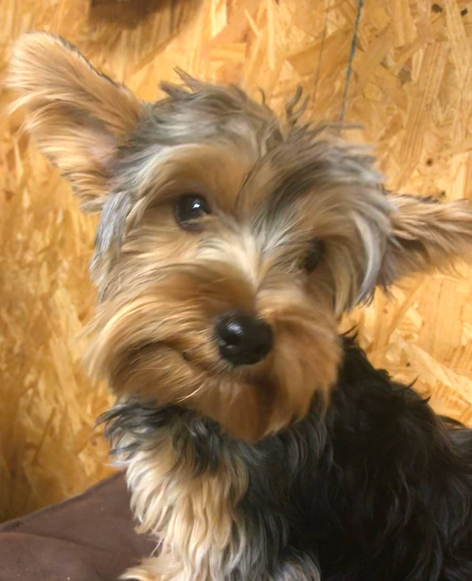 Jack Von Shire joined the competition — help win amazing prizes! australian_silky_terrier, australian_terrier, biewer_terrier, canidae, carnivore, companion_dog, dog, dog_breed, glen_of_imaal_terrier, mammal, morkie, puppy, schnoodle, small_terrier, snout, sporting_lucas_terrier, terrier, vertebrate, yorkipoo, yorkshire_terrier