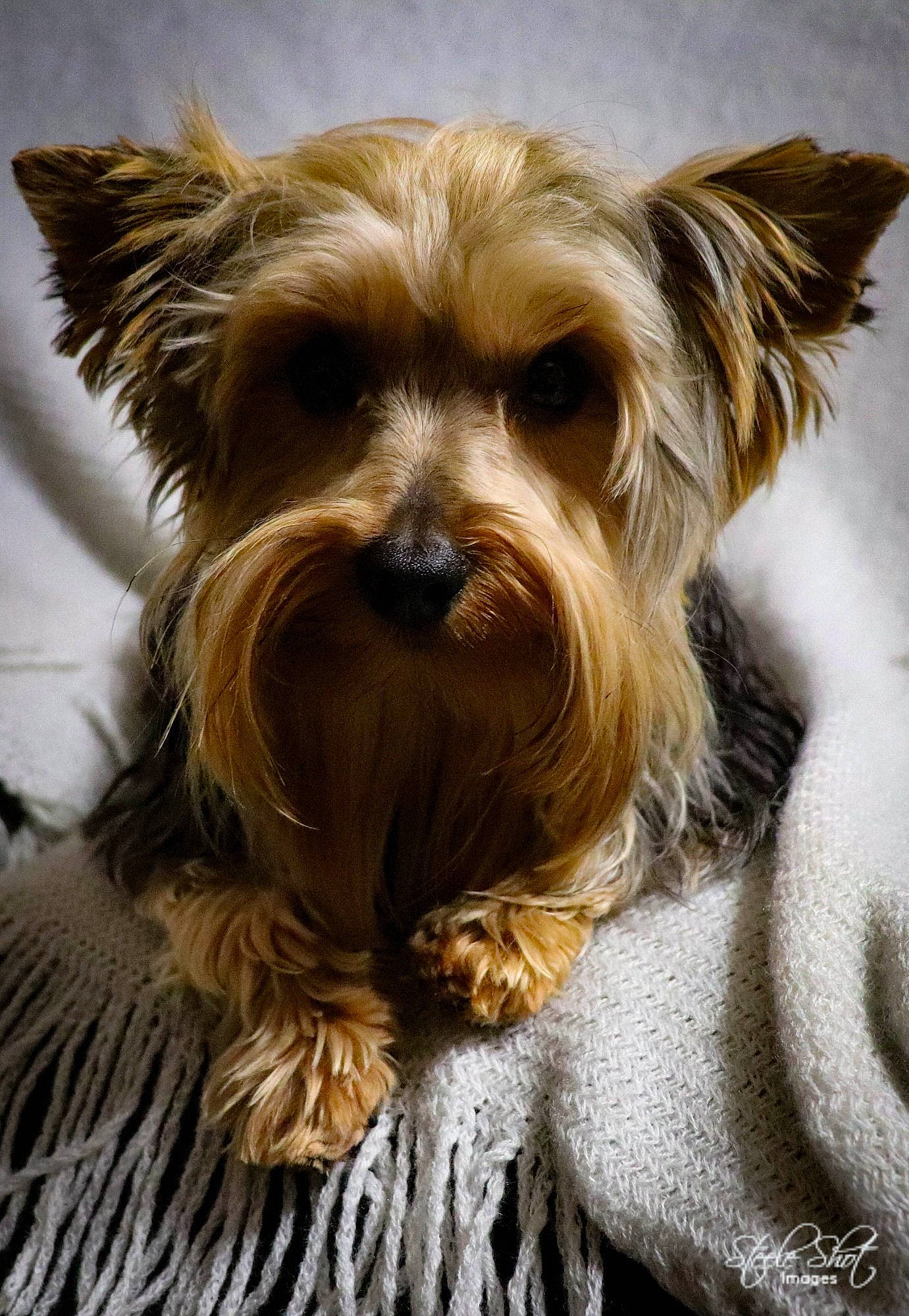 Jack Von Shire is registered to the contest to win money with this photo: australian_silky_terrier, australian_terrier, biewer_terrier, cairn_terrier, canidae, carnivore, companion_dog, dog, dog_breed, glen_of_imaal_terrier, mammal, morkie, norwich_terrier, puppy, rare_breed_dog, small_terrier, snout, terrier, toy_dog, yorkshire_terrier