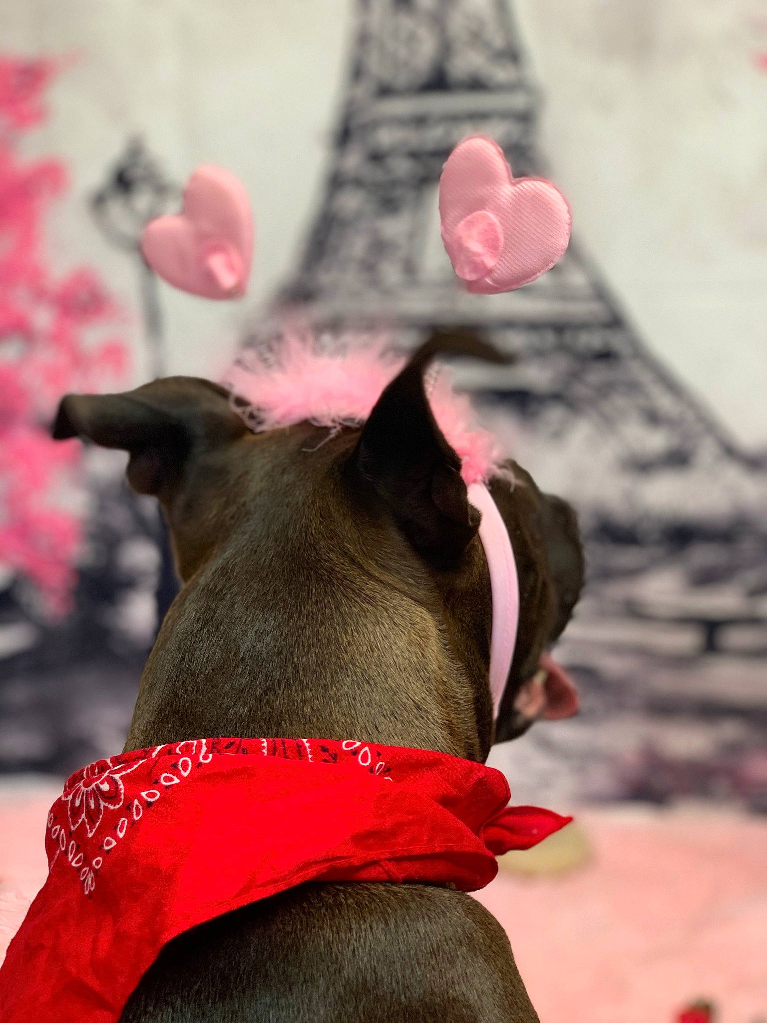 Stan Lee is registered to the contest to win money with this photo: canidae, carnivore, dog, dog_breed, fawn, flower, non_sporting_group, pink, snout