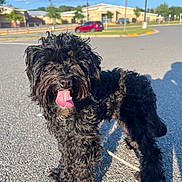 Prince is registered to the contest to win money with this photo: asphalt, black_dog, close_up, curly_fur, cute, daylight, dog, front_leg, leash, muzzle, outdoors, panting, parking_lot, pet, playful, portrait, shadow, sunny, tongue_out, wet_nose