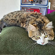Mistigri participe au concours pour gagner de l'argent avec cette photo : animal, background, cat, closeup, cushion, cute, domestic, feline, fluffy, fur, green, indoor, lying_down, model_trucks, pet, relaxed, resting, tabby, whiskers, yellow_eyes