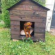 Appolo participe au concours pour gagner de l'argent avec cette photo : dog, doghouse, grass, garden, wood, handprints, pet, animal, outdoor, greenery, nature, cute, curious, canine, small_dog, yard, pillow, chain, bush, playful