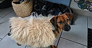 Appolo participe au concours pour gagner de l'argent avec cette photo : dog, small_dog, fur_coat, fluffy, indoor, tile_floor, basket, blanket, curious, brown_dog, pet, animal, looking, household, cozy, furniture, decor, companion, cute, domestic