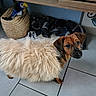dog, small_dog, fur_coat, fluffy, indoor, tile_floor, basket, blanket, curious, brown_dog, pet, animal, looking, household, cozy, furniture, decor, companion, cute, domestic