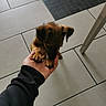Appolo a rejoint le concours — aidez-le/la à gagner de superbes lots ! puppy, dog, hand, floor, tile, indoor, paw, small, brown, cute, pet, animal, human, black_sleeve, interaction, leg, furniture, playing, young, friendly