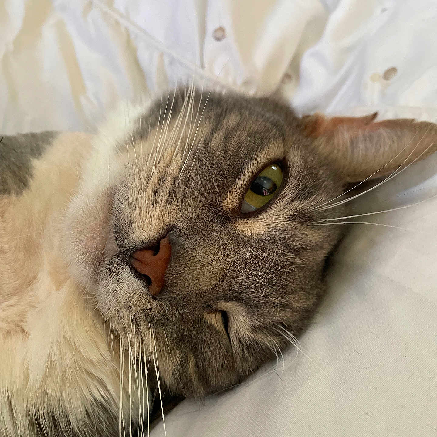 Teddy joined the competition — help win amazing prizes! abyssinian, angora, animal, bed, blanket, cat, couch, furniture, kitten, manx, person, pet, siamese, sleeping, snout