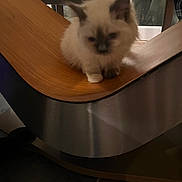 Luca is registered to the contest to win money with this photo: animal, blurred, cat, chair, contemplative, cute, domestic, ears, floor, fluffy, furniture, indoor, kitten, metal, modern, paws, pet, small, tile, wood