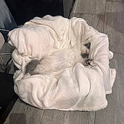 Luca is registered to the contest to win money with this photo: cat, sleeping, blanket, white, fluffy, cozy, indoor, pet, fur, relaxed, comfort, floor, tile, resting, animal, cute, home, soft, nest, nap