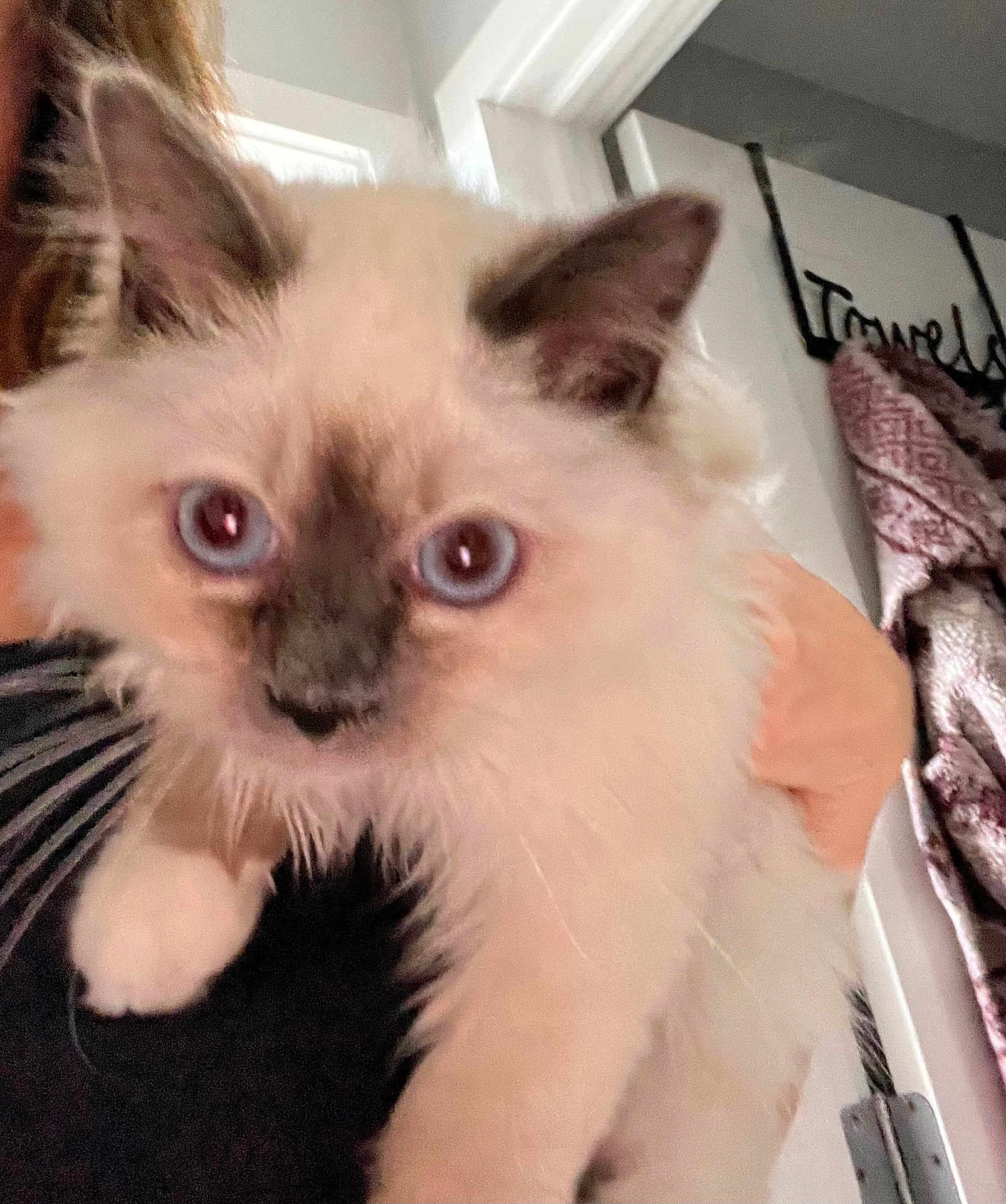 Luca joined the competition — help win amazing prizes! cat, fluffy, blue_eyes, indoor, hand, person, doorframe, towels, close_up, pet, animal, feline, fur, ears, whiskers, light, shadow, holding, face, cute