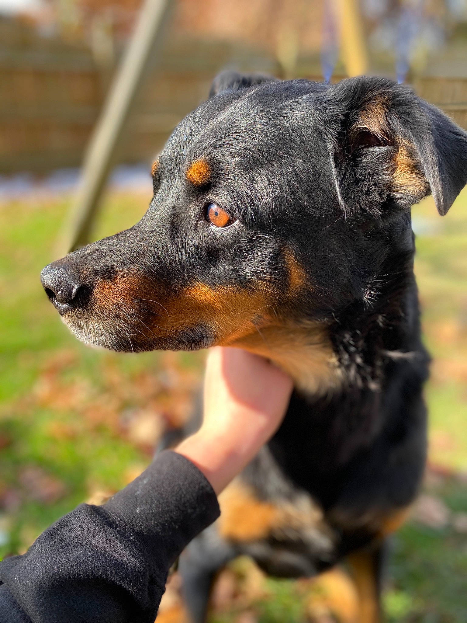 Ceasar is registered to the contest to win money with this photo: austrian_black_and_tan_hound, beauceron, black_and_tan_terrier, canidae, carnivore, dog, dog_breed, german_pinscher, huntaway, hunting_dog, jagdterrier, mammal, manchester_terrier, pinscher, rare_breed_dog, smaland_hound, snout, terrier, toy_manchester_terrier, vertebrate