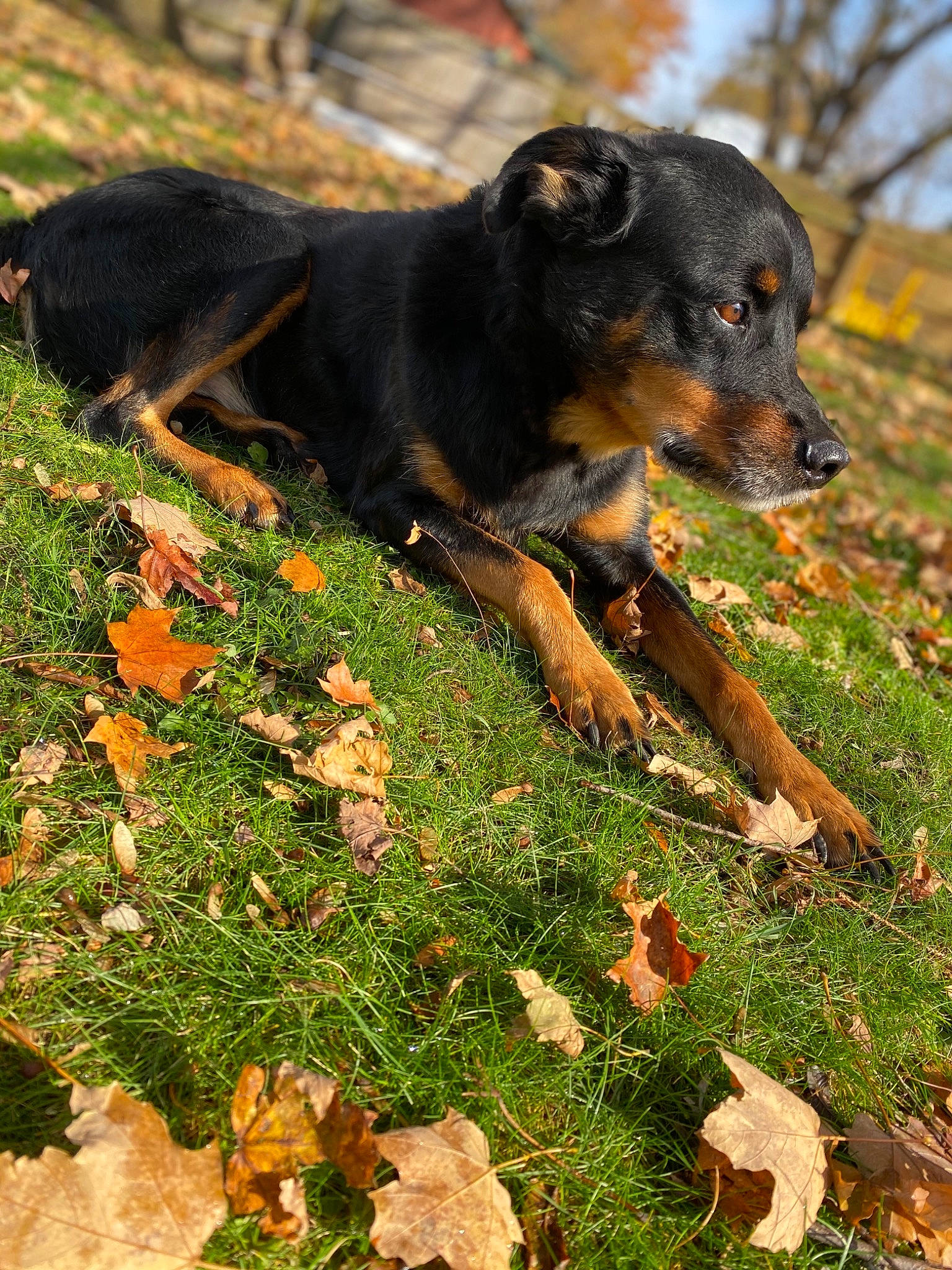 Ceasar is registered to the contest to win money with this photo: austrian_black_and_tan_hound, beauceron, black_and_tan_terrier, canidae, carnivore, companion_dog, dog, dog_breed, german_pinscher, grass, huntaway, jagdterrier, mammal, pinscher, plant, rare_breed_dog, rottweiler, smaland_hound, snout, sporting_group