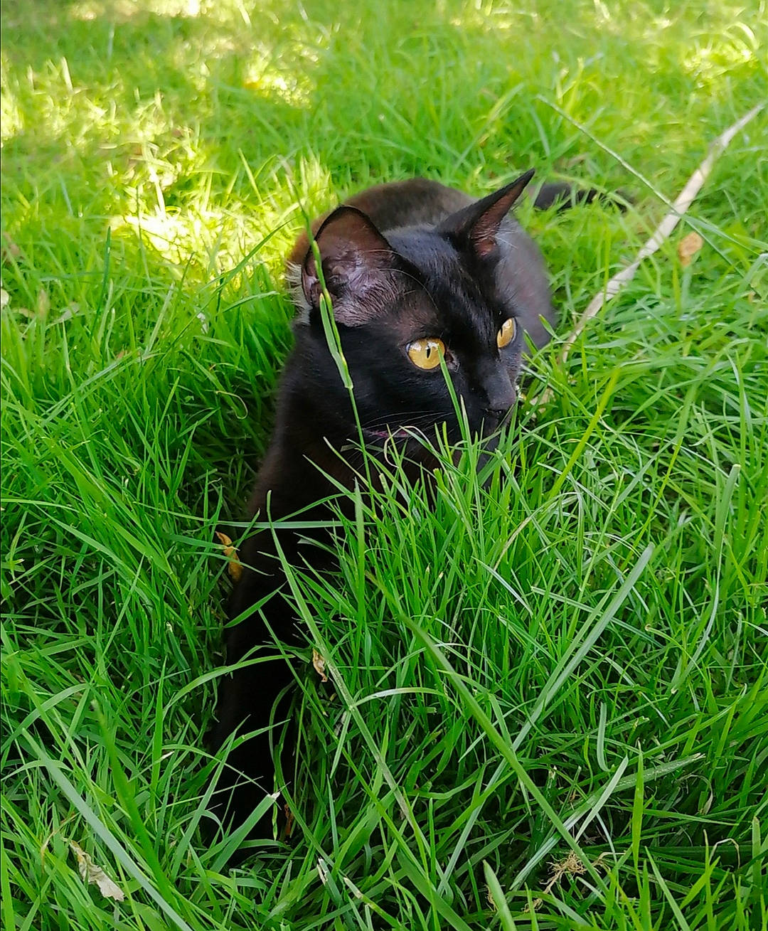 Moumou a rejoint le concours — aidez-le/la à gagner de superbes lots ! black_cat, bombay, carnivore, cat, domestic_short_haired_cat, felidae, grass, grass_family, green, havana_brown, lawn, plant, small_to_medium_sized_cats, whiskers