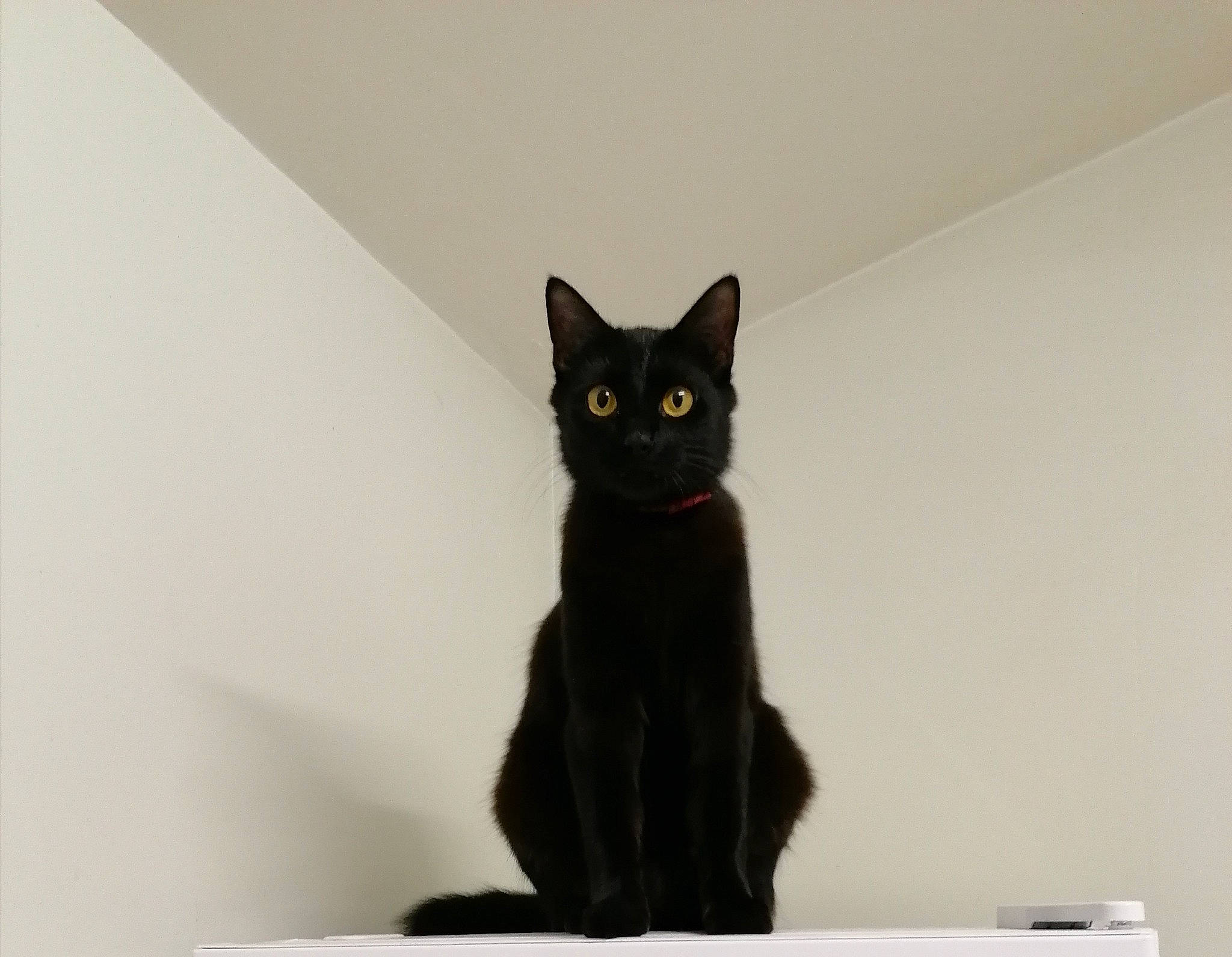 Moumou a rejoint le concours — aidez-le/la à gagner de superbes lots ! asian, black_cat, bombay, carnivore, cat, domestic_short_haired_cat, felidae, havana_brown, mammal, small_to_medium_sized_cats, tail, whiskers