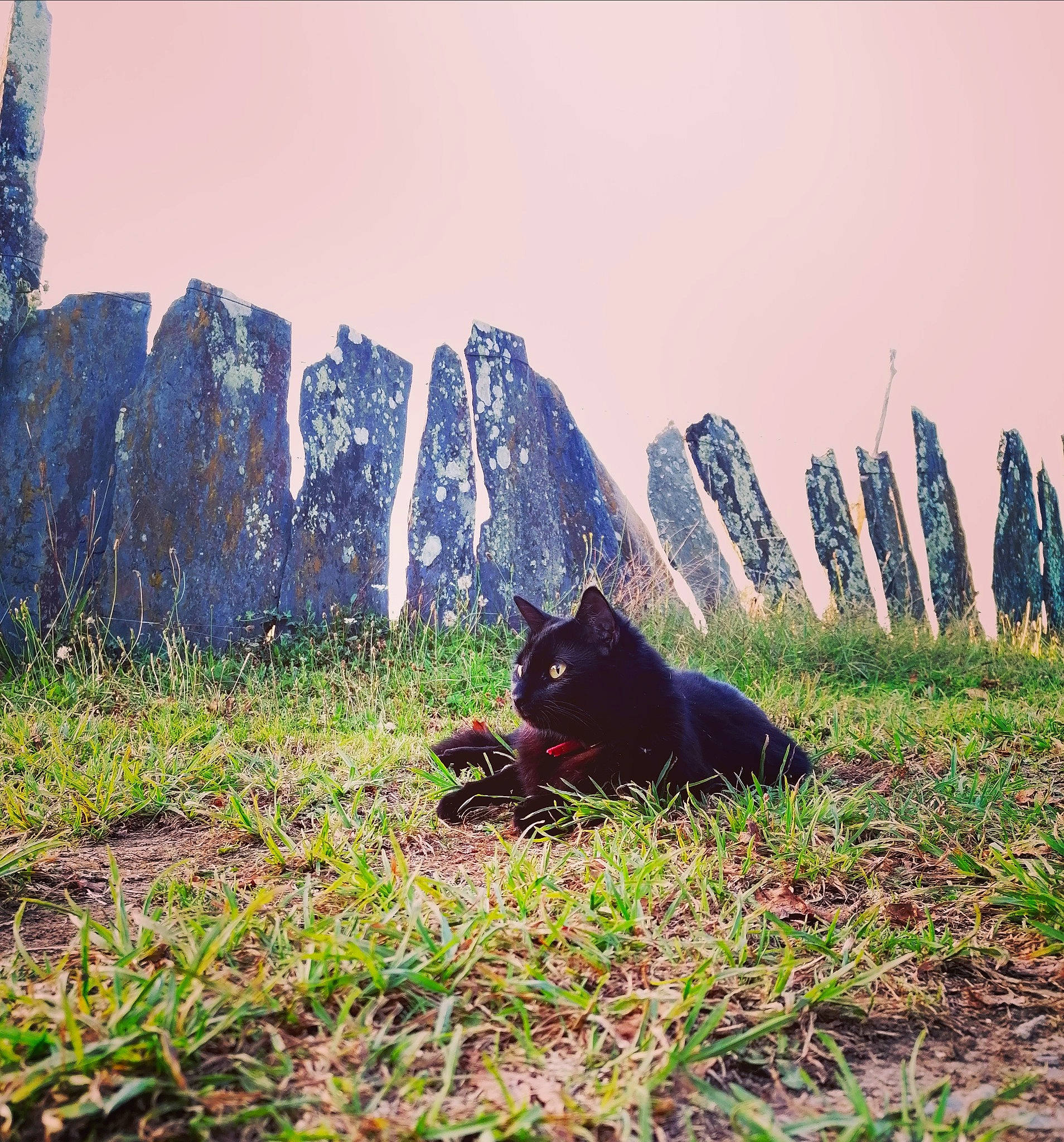Moumou participe au concours pour gagner de l'argent avec cette photo : carnivore, cat, felidae, grass, grass_family, grassland, landscape, meadow, natural_landscape, pasture, people_in_nature, plant, rectangle, shrub, sky, small_to_medium_sized_cats, tail, tints_and_shades, tree, wood