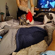 Grem joined the competition — help win amazing prizes! bed, blanket, cat, person, television, indoor, shirtless, red_hat, tabby_cat, white_cat, furniture, curious, watching, living_room, couch, decor, relaxed, animal, domestic, home