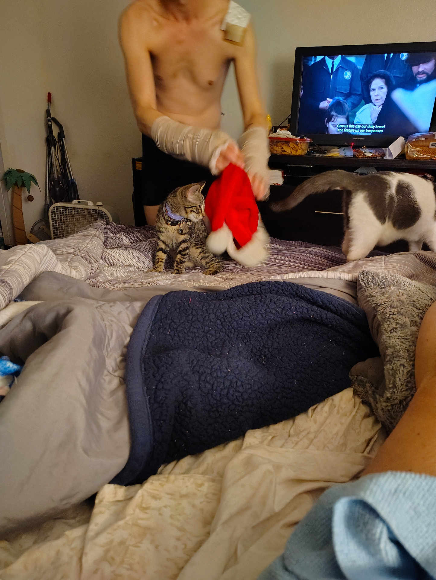 Grem joined the competition — help win amazing prizes! bed, blanket, cat, person, television, indoor, shirtless, red_hat, tabby_cat, white_cat, furniture, curious, watching, living_room, couch, decor, relaxed, animal, domestic, home