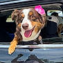 dog, car, window, flower, tongue_out, happy, pet, reflection, black_car, outside, daylight, animal, canine, fur, brown, white, pink_flower, open_mouth, paw, parked_car