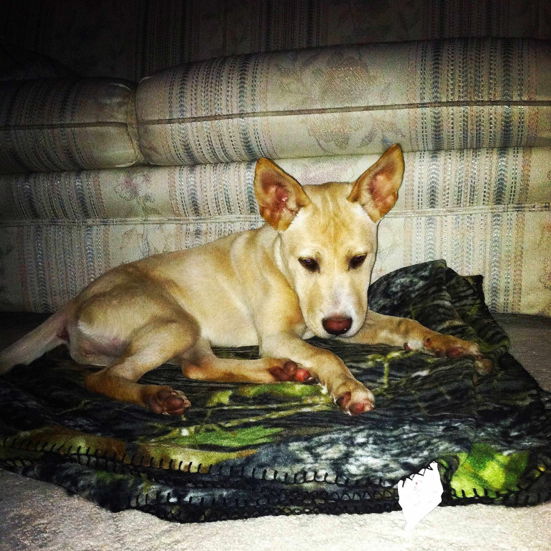 Sadie