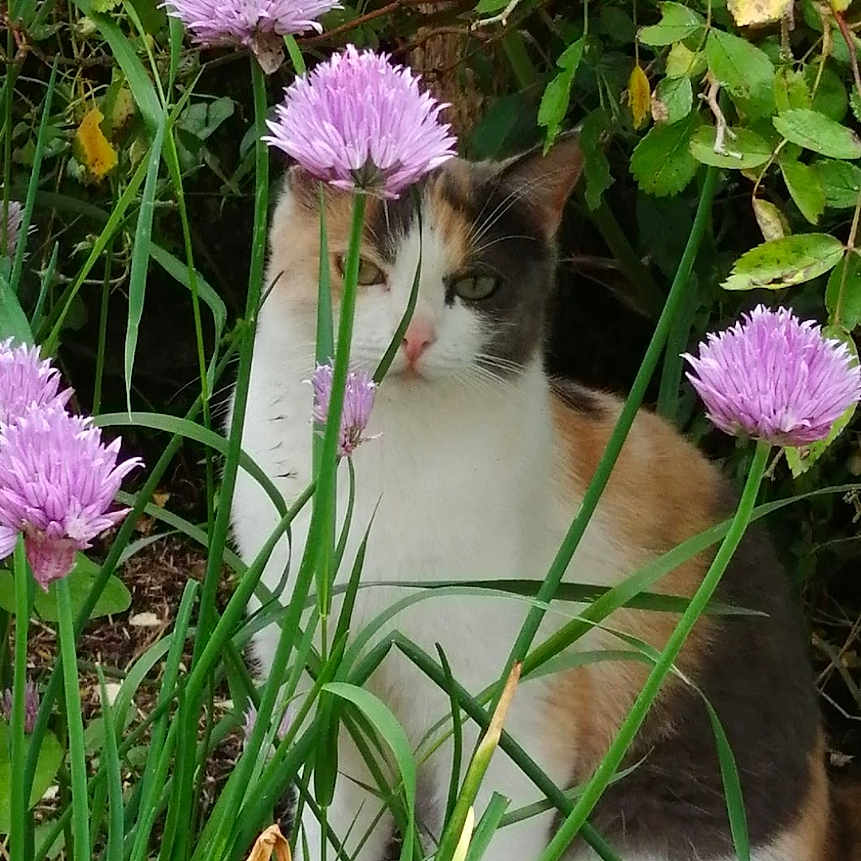 Pépite