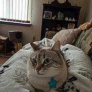 Brie is registered to the contest to win money with this photo: cat, blue_eyes, blanket, indoor, furniture, couch, clock, decor, pet, cozy, relaxing, animal, fur, whiskers, home, window, soft, sitting, calm, domestic