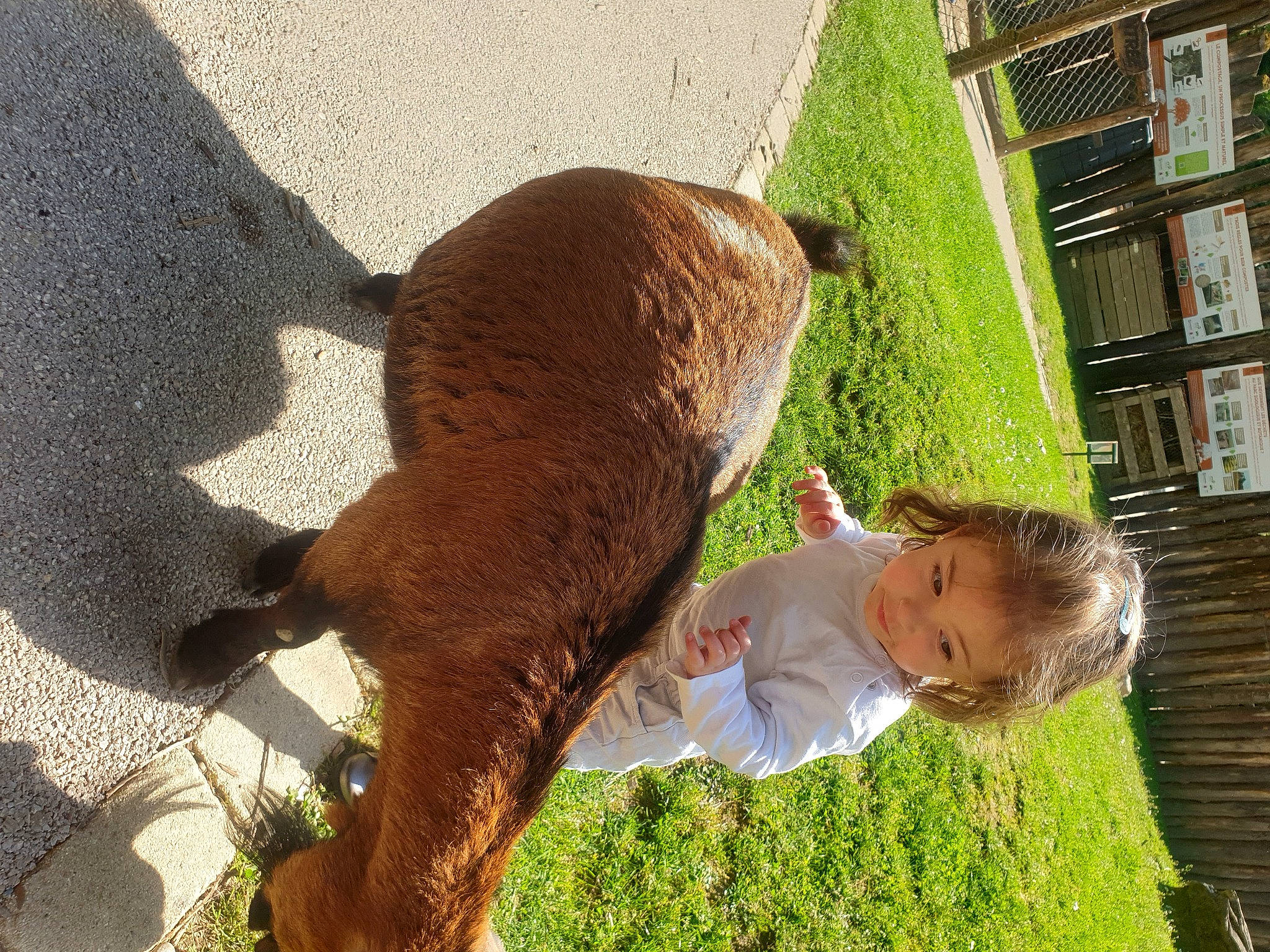 Alexane participe au concours pour gagner de l'argent avec cette photo : dog_breed, fawn, fur, grass, happy, hat, livestock, organism, pasture, people_in_nature, person, plant, rabbit, shelf, sporting_group, sun_hat, tail, toddler, wildlife, wood