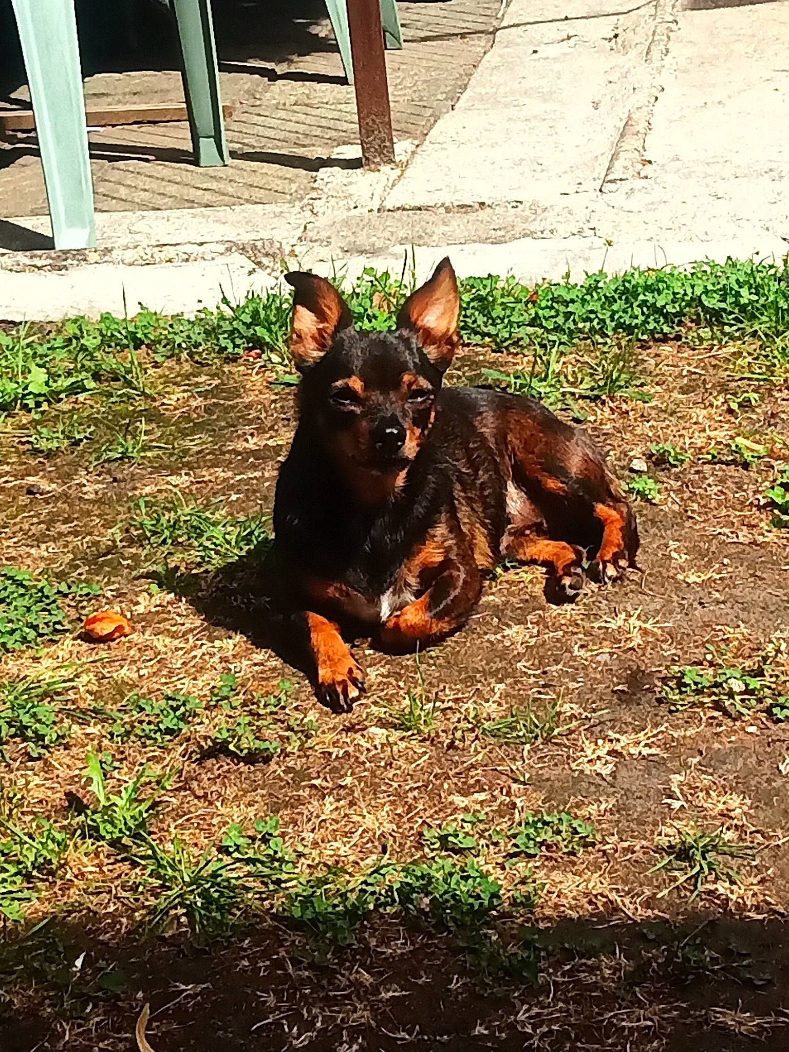 Mandy a rejoint le concours — aidez-le/la à gagner de superbes lots ! canidae, carnivore, companion_dog, dog, dog_breed, fawn, grass, guard_dog, hunting_dog, plant, russkiy_toy, snout, sporting_group, terrestrial_animal, toy_dog, working_animal, working_dog