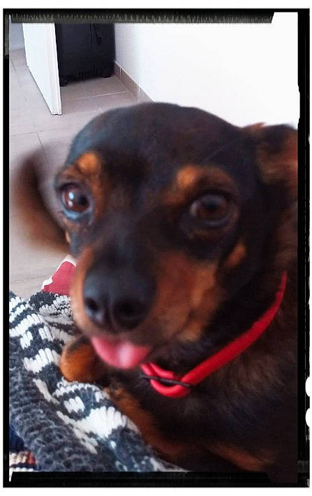 Mandy participe au concours pour gagner de l'argent avec cette photo : canidae, carnivore, collar, companion_dog, dog, dog_breed, dog_collar, ear, fawn, fur, liver, metal, pet_supply, rectangle, snout, sporting_group, toy_dog, whiskers, working_animal, working_dog