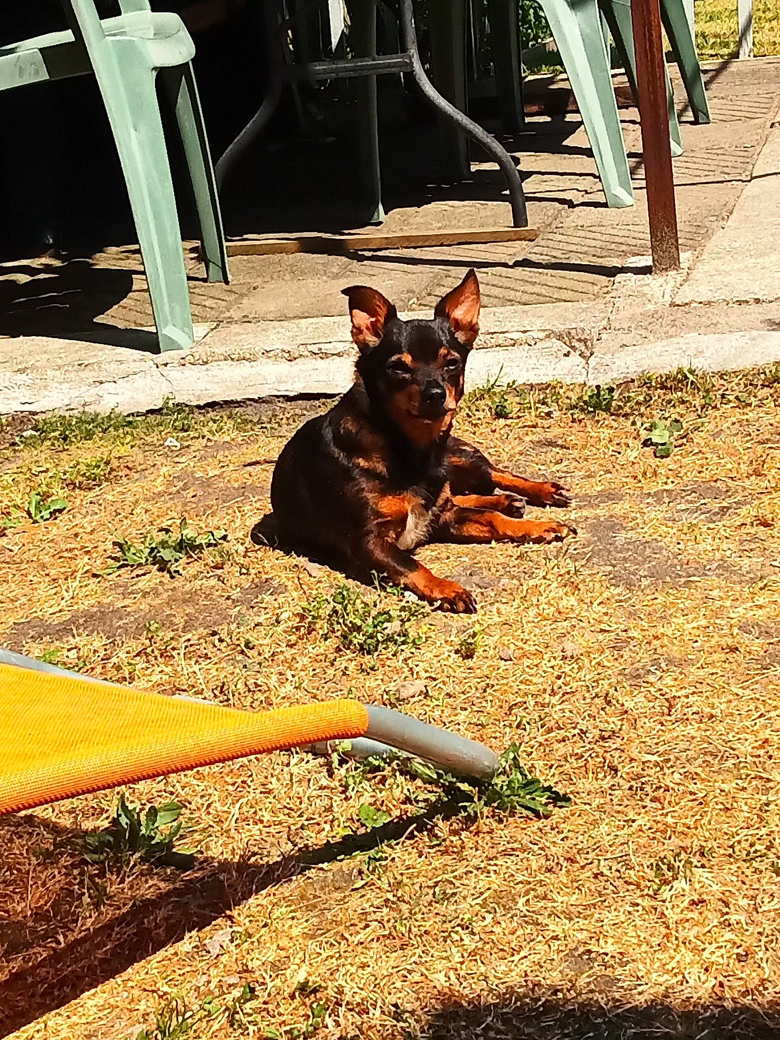 Mandy participe au concours pour gagner de l'argent avec cette photo : canidae, carnivore, chair, companion_dog, dog, dog_breed, dog_supply, door, fawn, grass, guard_dog, leash, plant, shadow, snout, soil, sporting_group, tail, tints_and_shades, working_dog