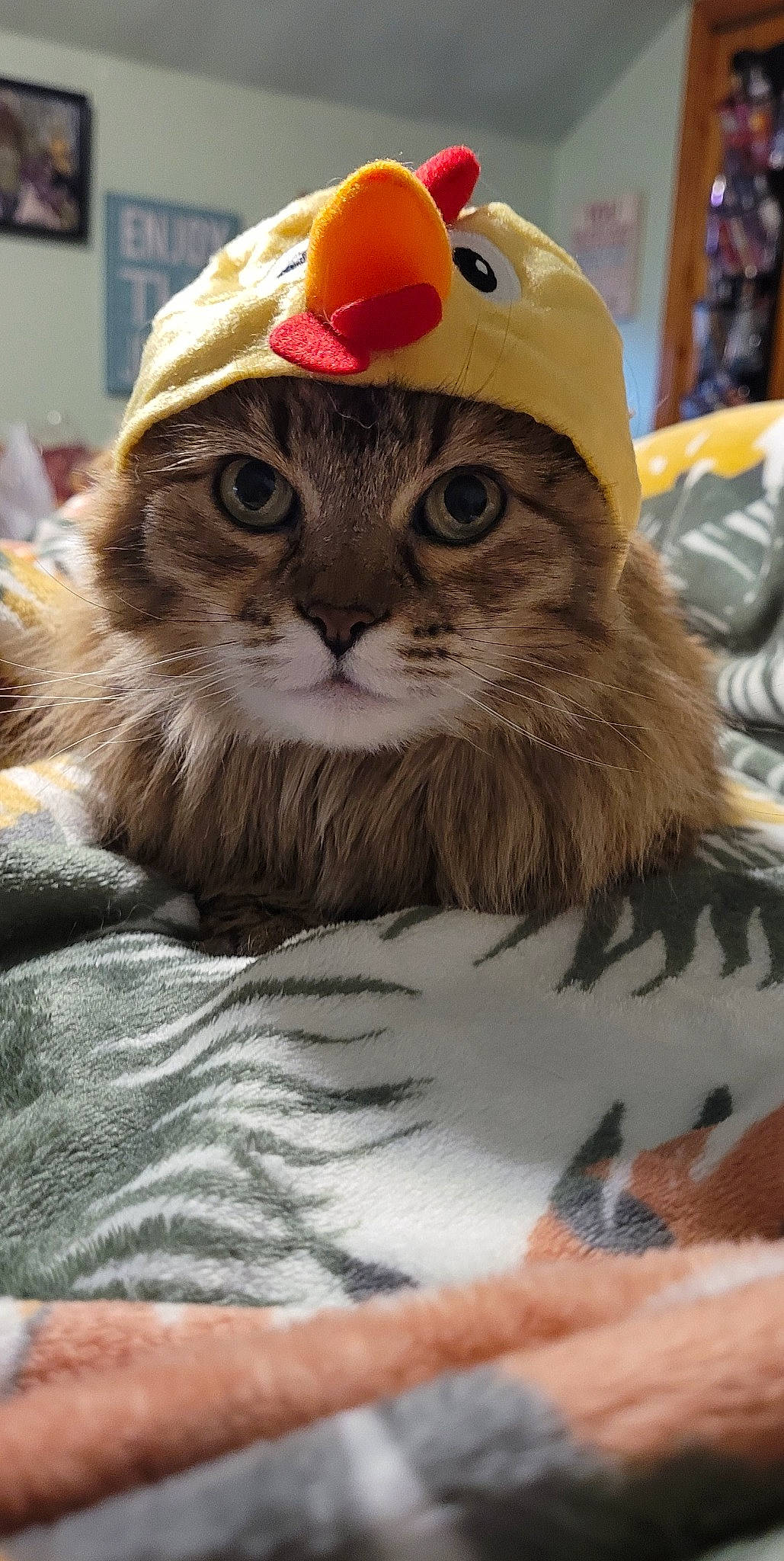 Napa joined the competition — help win amazing prizes! cap, carnivore, cat, costume_hat, domestic_short_haired_cat, fashion_accessory, fawn, felidae, fur, hat, moustache, party_supply, paw, personal_protective_equipment, photo_caption, plant, small_to_medium_sized_cats, snout, tail, whiskers