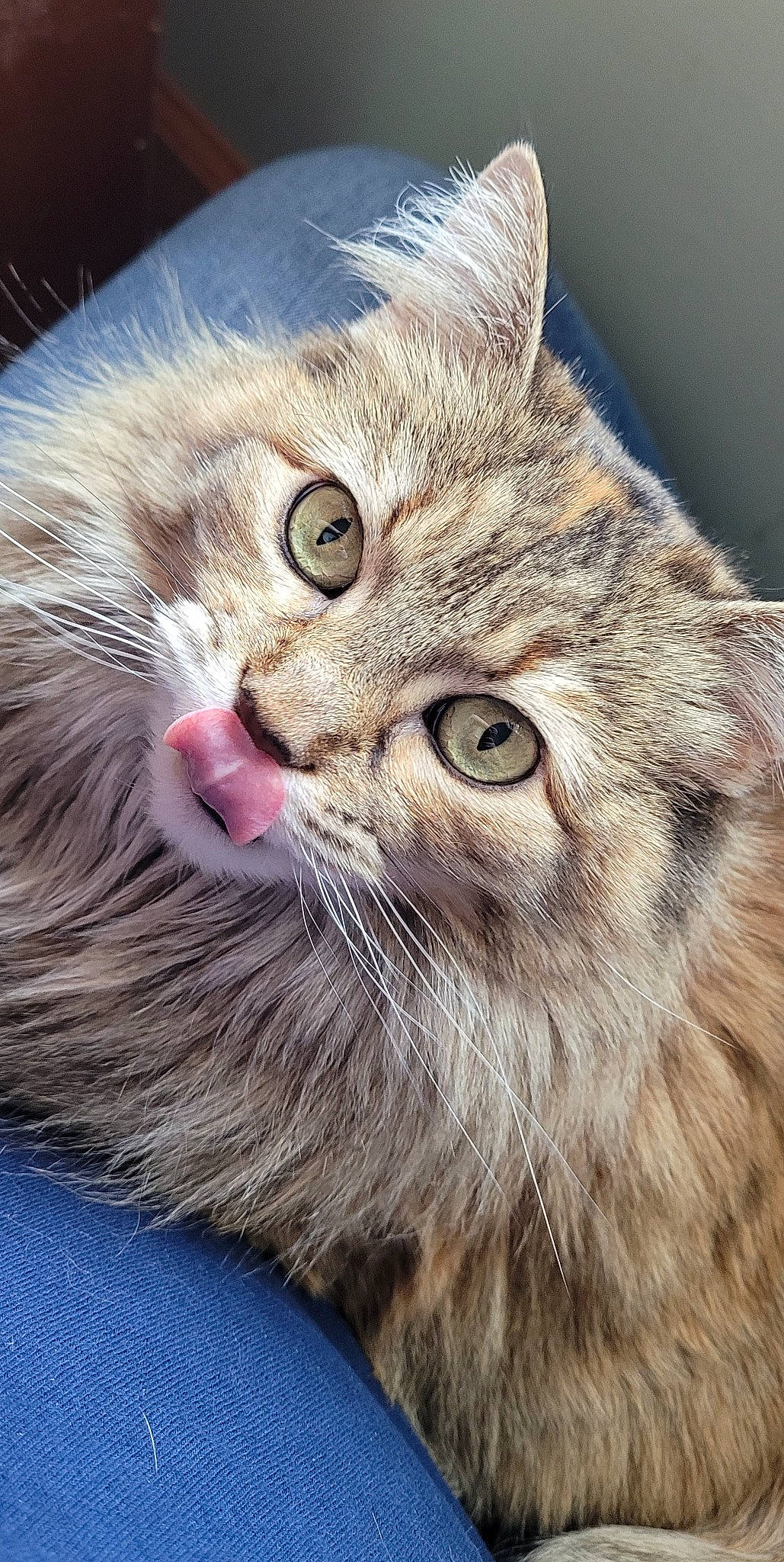 Napa joined the competition — help win amazing prizes! carnivore, cat, claw, close_up, domestic_short_haired_cat, fang, felidae, fur, maine_coon, mammal, paw, small_to_medium_sized_cats, snout, terrestrial_animal, whiskers, wildlife