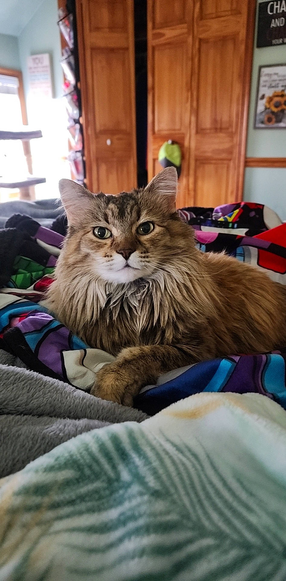 Napa is registered to the contest to win money with this photo: box, cabinetry, carnivore, cat, comfort, domestic_short_haired_cat, door, felidae, fur, houseplant, linens, maine_coon, plant, sitting, small_to_medium_sized_cats, snout, terrestrial_animal, whiskers, window, wood