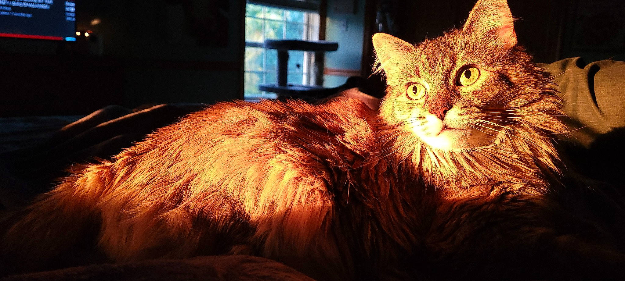 Napa is registered to the contest to win money with this photo: carnivore, cat, comfort, darkness, domestic_short_haired_cat, event, fawn, felidae, fur, maine_coon, night, small_to_medium_sized_cats, snout, tail, terrestrial_animal, whiskers, wildlife, window