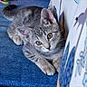 Pebbles is registered to the contest to win money with this photo: animal, blue_fabric, cat, couch, curled_tail, cute, ears, feline, gray_cat, indoor, kitten, lying_down, paws, pet, pink_pillow, portrait, sofa, tail, whiskers, wide_eyes