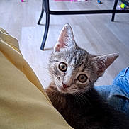 Pebbles is registered to the contest to win money with this photo: animal, blanket, cat, close_up, curious, denim, ears, floor, gray_cat, home, indoors, kitten, pet, portrait, smartphone_photo, tabby, table, toys, whiskers, wide_eyes
