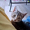 animal, blanket, cat, close_up, curious, denim, ears, floor, gray_cat, home, indoors, kitten, pet, portrait, smartphone_photo, tabby, table, toys, whiskers, wide_eyes