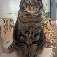 Milo is registered to the contest to win money with this photo: cat, tabby_cat, indoor, jewelry, bracelets, necklaces, decorations, christmas_tree, lights, furniture, white_surface, pet, animal, whiskers, ears, green_eyes, fur, holiday, ornaments, collar