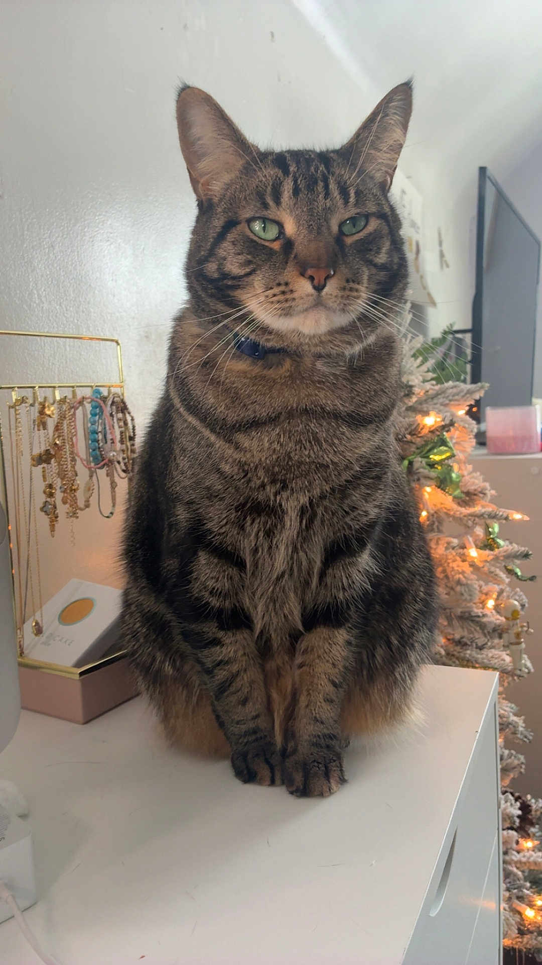 Milo is registered to the contest to win money with this photo: cat, tabby_cat, indoor, jewelry, bracelets, necklaces, decorations, christmas_tree, lights, furniture, white_surface, pet, animal, whiskers, ears, green_eyes, fur, holiday, ornaments, collar