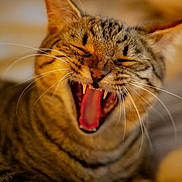 Torayama a rejoint le concours — aidez-le/la à gagner de superbes lots ! animal, cat, close_up, cute, domestic_cat, face, feline, fur, indoor, mammal, mouth_open, pet, portrait, relaxed, sleepy, soft_light, tabby, teeth, whiskers, yawning