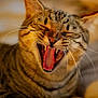 animal, cat, close_up, cute, domestic_cat, face, feline, fur, indoor, mammal, mouth_open, pet, portrait, relaxed, sleepy, soft_light, tabby, teeth, whiskers, yawning