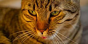 Torayama participe au concours pour gagner de l'argent avec cette photo : animal, cat, close_up, cute, domestic_cat, ears, face, feline, fur, green_eyes, indoor, mammal, pet, portrait, relaxed, soft_light, striped_fur, tabby_cat, tongue, whiskers