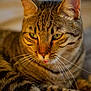 animal, cat, close_up, cute, domestic_cat, ears, face, feline, fur, green_eyes, indoor, mammal, pet, portrait, relaxed, soft_light, striped_fur, tabby_cat, tongue, whiskers