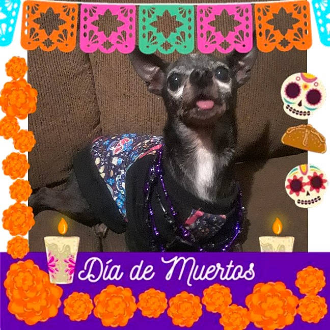 Peanut is registered to the contest to win money with this photo: carnivore, collar, companion_dog, creative_arts, dog, dog_breed, dog_supply, fashion_accessory, fawn, font, magenta, party_supply, pattern, paw, pet_supply, photo_caption, pink, rectangle, snout, working_animal