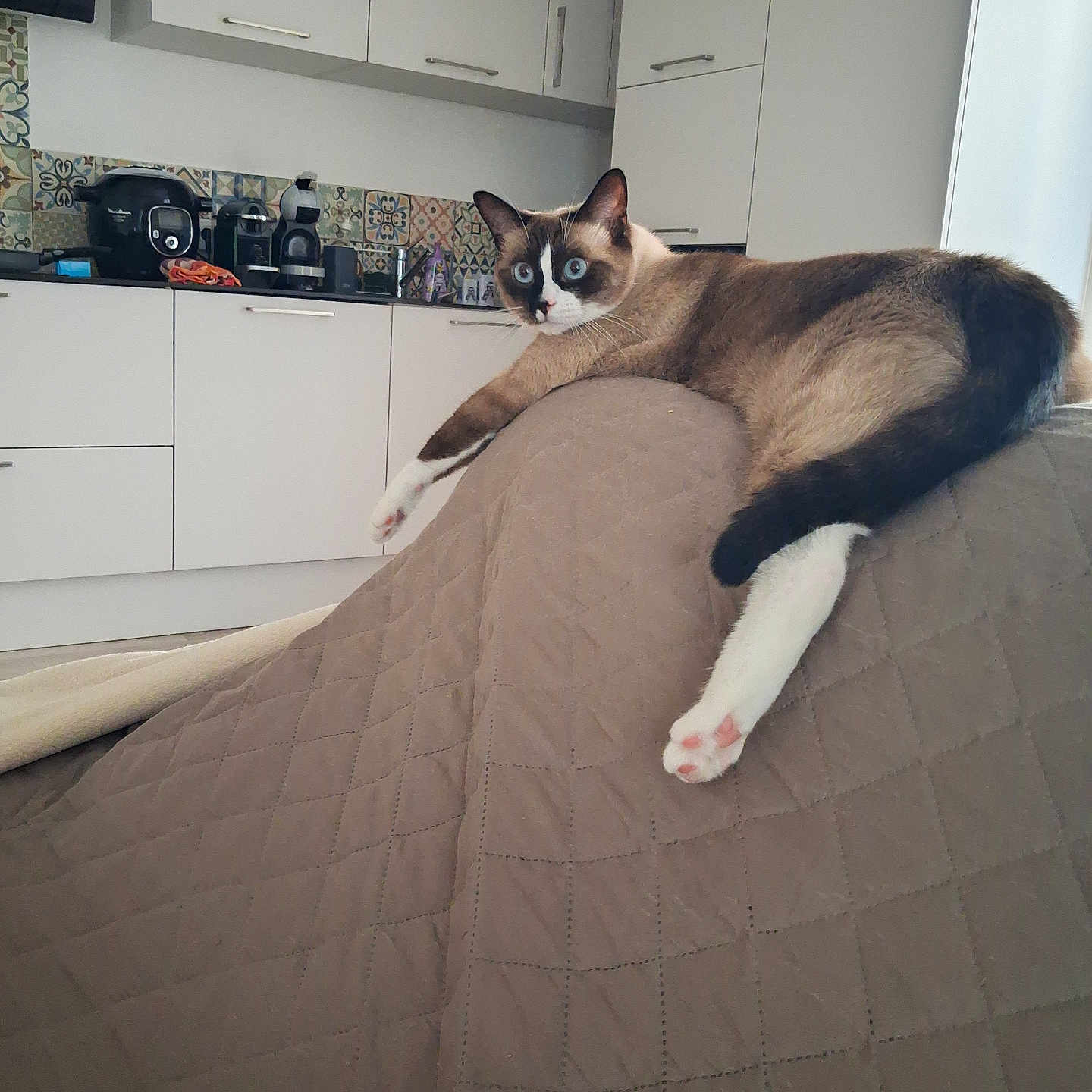 Shadow a rejoint le concours — aidez-le/la à gagner de superbes lots ! animal, appliances, blue_eyes, cabinet, cat, couch, curious, domestic, feline, fur, home, indoor, kitchen, paws, pet, quilted_cover, relaxed, resting, siamese, whiskers