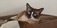 Shadow a rejoint le concours — aidez-le/la à gagner de superbes lots ! cat, blue_eyes, relaxed, brown, white, cushion, feline, pet, indoor, stretching, fur, whiskers, ears, claw, animal, mammal, cute, portrait, resting, house