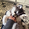 adorable, animal, bite, cabinets, close_up, cute, dog, floor, fur, gray_sweater, hand, indoor, patterned_floor, person, pet, playing, puppy, sleeve, tiles, young_dog